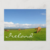 Kühe weiden auf einer Wiese in Irland Text Postkar Postkarte (Vorderseite)