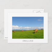 Kühe weiden auf einer Wiese in Irland weiße Postka Postkarte (Vorne/Hinten)
