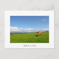 Kühe weiden auf einer Wiese in Irland weiße Postka