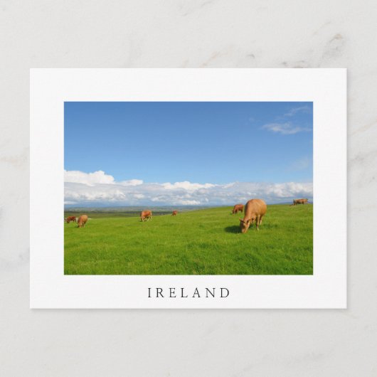 Kühe weiden auf einer Wiese in Irland weiße Postka Postkarte (Vorderseite)