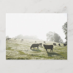 Kühe weiden im Feld im Morgenlicht. Postkarte