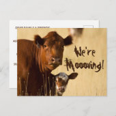 Kuhfamilienbewegung Ankündigungspostkarte (Vorne/Hinten)