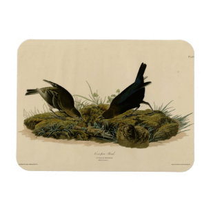 Kuhfedervogel (Cowbird) Audubons Vögel in Amerika Magnet