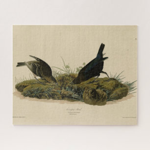 Kuhfedervogel (Cowbird) Audubons Vögel in Amerika Puzzle