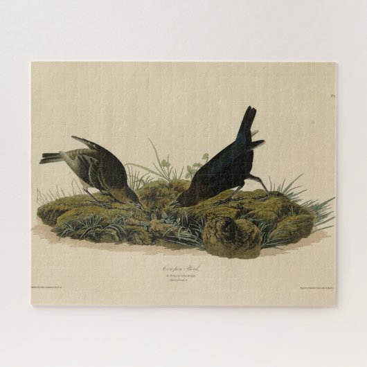 Kuhfedervogel (Cowbird) Audubons Vögel in Amerika Puzzle (Horizontal)