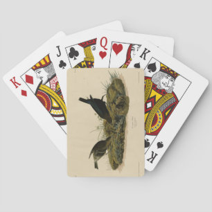 Kuhfedervogel (Cowbird) Audubons Vögel in Amerika Spielkarten