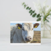 Kuhfläche Postkarte (Stehend Vorderseite)