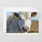 Kuhfläche Postkarte (Vorne/Hinten)