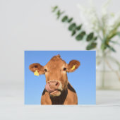 Kuhfleisch Schottland Hochland Postkarte (Stehend Vorderseite)