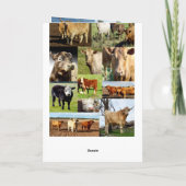 Kuhfoto Collage, Geburtstag Karte (Rückseite)