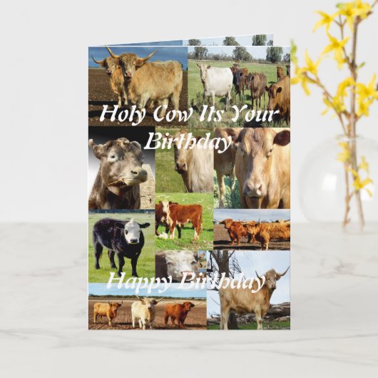 Kuhfoto Collage, Geburtstag Karte (Gelbe Blume)