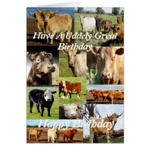 Kuhfoto Collage, ungeordneter Großer Geburtstag