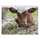 Kuhkalender 2024 kalender (Titelbild)