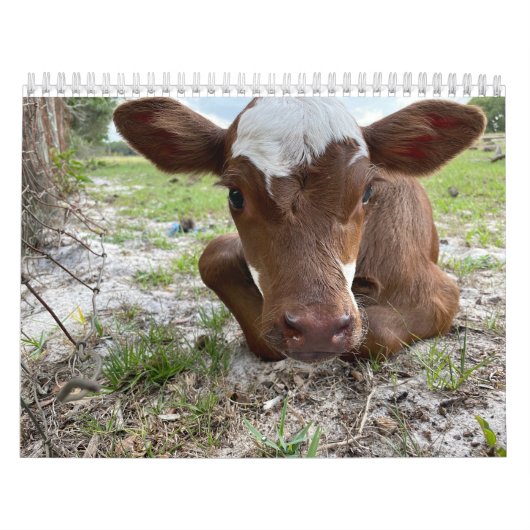 Kuhkalender 2024 kalender (Titelbild)