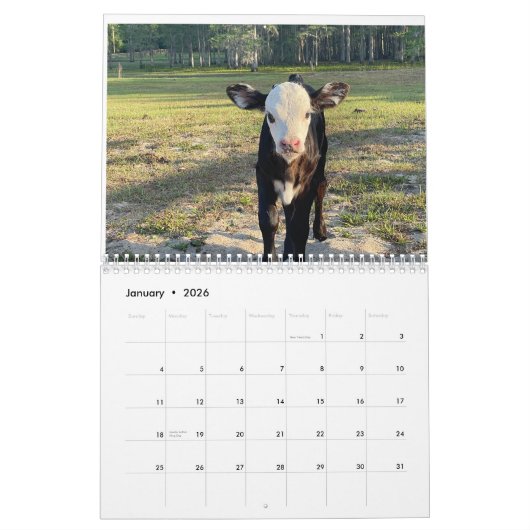 Kuhkalender 2024 kalender (Jan 2026)