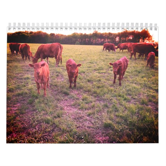 Kuhkalender Kalender (Titelbild)