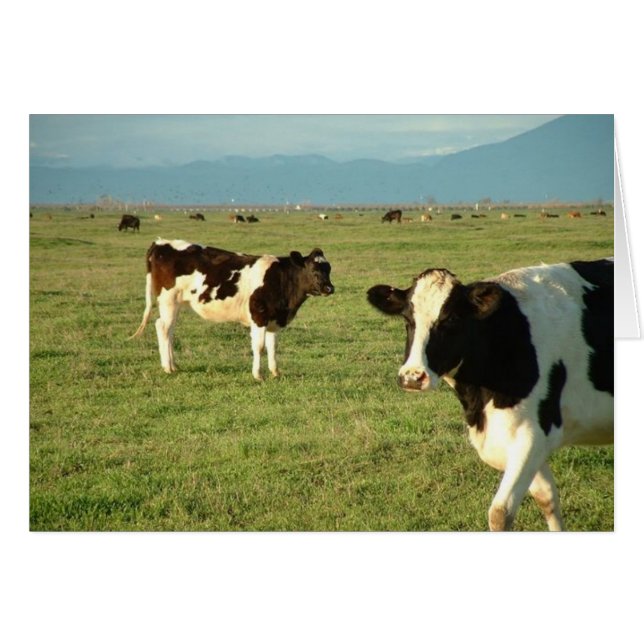 Kuhkäse got (Vorderseite (Horizontal))