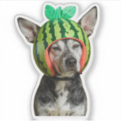 Kühlhund mit Watermelon Helmet Aufkleber (Vorderseite)