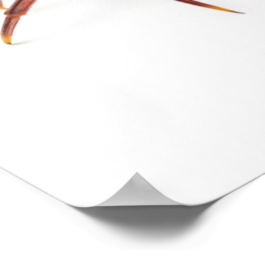 Kühlkrebs Poster (Ecke)