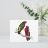 Kuhls Parrakeet von Edward Lear Postkarte (Stehend Vorderseite)