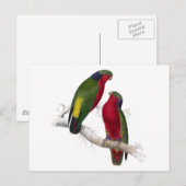 Kuhls Parrakeet von Edward Lear Postkarte (Vorne/Hinten)