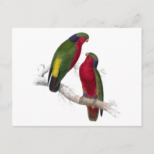 Kuhls Parrakeet von Edward Lear Postkarte (Vorderseite)