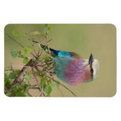 Kühlschrank-Bildvorlage 4 x 6 Magnet (Horizontal)