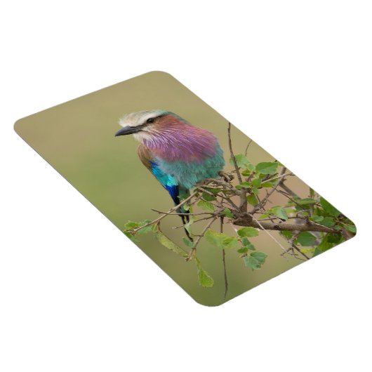 Kühlschrank-Bildvorlage 4 x 6 Magnet (Rechte Seite)