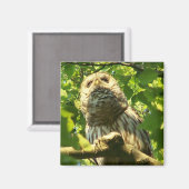 Kühlschrank Hoot Magnet (Vorderseite/Rückseite)