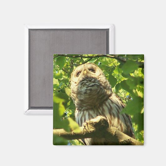 Kühlschrank Hoot Magnet (Vorderseite/Rückseite)