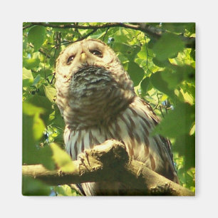 Kühlschrank Hoot Magnet