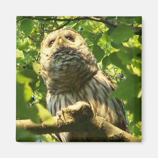 Kühlschrank Hoot Magnet (Vorne)