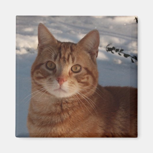 Kühlschrank Kitty Magnet (Vorne)