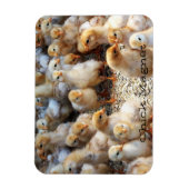 Kühlschrank Magnet Chick Magnet (Vertikal)