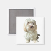 Kühlschrank Magnet Havanese Dog (Vorderseite/Rückseite)