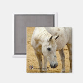 Kühlschrank Magnet "Lester" (Vorderseite/Rückseite)