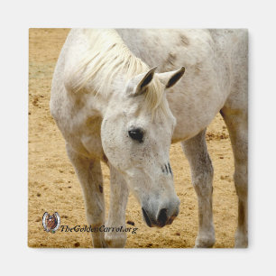 Kühlschrank-Magnet "Lester " Magnet