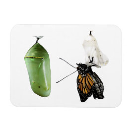 Kühlschrank Magnet Monarch/Chrysalis