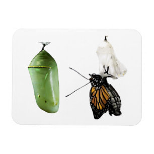 Kühlschrank Magnet Monarch/Chrysalis