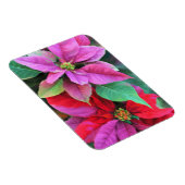 Kühlschrank Magnet Pink & Red Poinsettias (Rechte Seite)