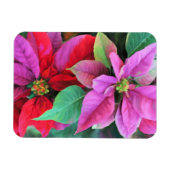 Kühlschrank Magnet Pink & Red Poinsettias (Horizontal)
