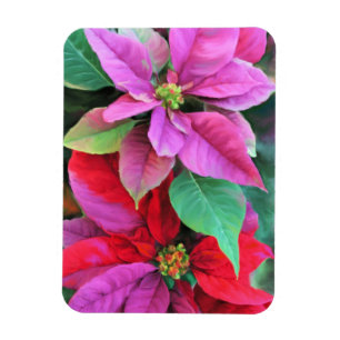 Kühlschrank Magnet Pink & Red Poinsettias