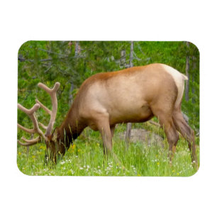Kühlschrank Magnet Yellowstone Elch