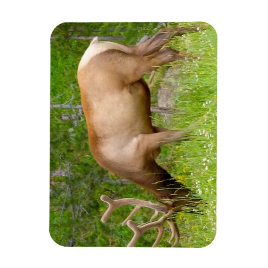 Kühlschrank Magnet Yellowstone Elch (Vertikal)