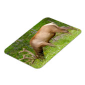 Kühlschrank Magnet Yellowstone Elch (Linke Seite)