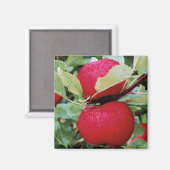 Kühlschrankmagnet Äpfel (Vorderseite/Rückseite)