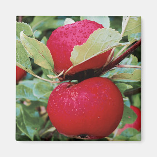 Kühlschrankmagnet Äpfel