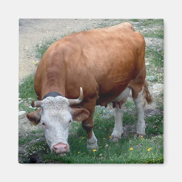 Kuhmagnet in den Schweizer Alpen Magnet