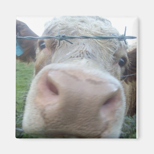 Kuhmagnet Magnet (Vorne)