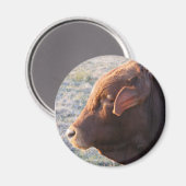 Kuhmagnet: The Bull Magnet (Vorderseite/Rückseite)